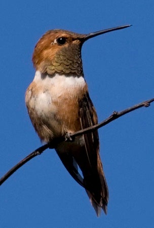 Rufous Hummingbird | Outdoor Alabama